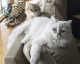 рагамаффин кошки
